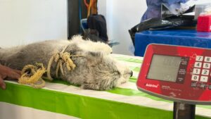 Esterilizacion (1)