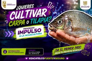 Crías de carpa y tilapia a bajo costo